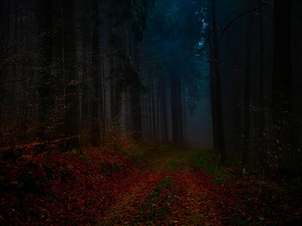 Misterioso Bosque Niebla Cubierto Rima Finales Otoño Carretera Forestal Cubierta — Foto de Stock