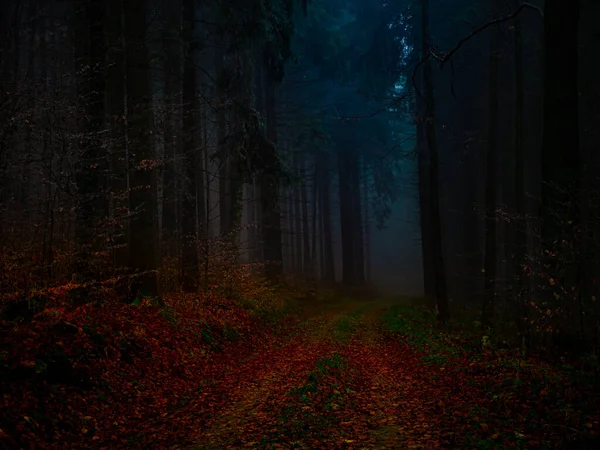 Misteriosa Foresta Nebbiosa Coperta Rima Nel Tardo Autunno Strada Forestale Fotografia Stock