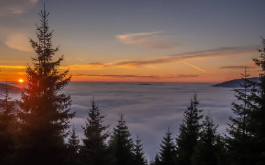 Gün batımında sis ve bulutların üstündeki dağ sırasından vadiye, yüksek irtifa manzarasına, ladin ağaçlarına, güneşe, mavi gökyüzüne, bulutlara, güneş ışığına, sıcaklık değişimine bakın. Jeseniky Dağları, Çek Cumhuriyeti. 
