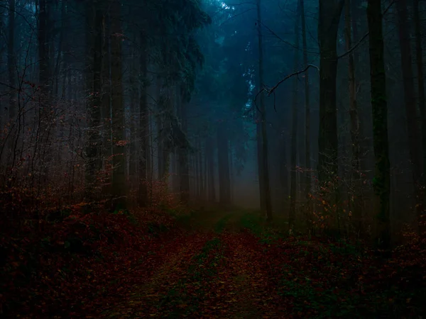 Misteriosa Foresta Nebbiosa Coperta Rima Nel Tardo Autunno Strada Forestale — Foto Stock