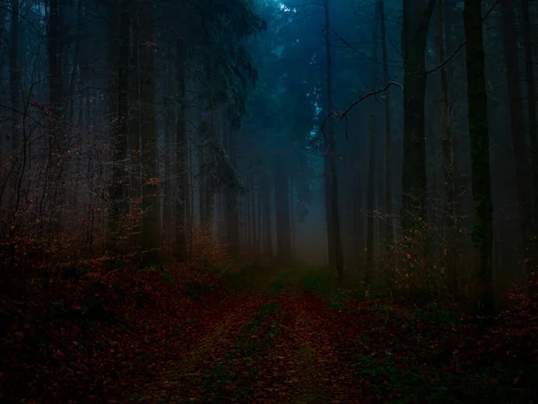 Mysterious Foggy Forest Covered Rime Late Autumn Forest Road Covered — Stock Photo, Image