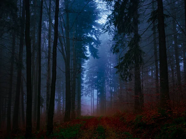 Mysterious foggy forest covered with rime in late autumn. Forest road covered with colourful leafs,fog,trees covered with rime, gloomy autumnal landscape. Jeseniky mountains, Eastern Europe, Moravia. 