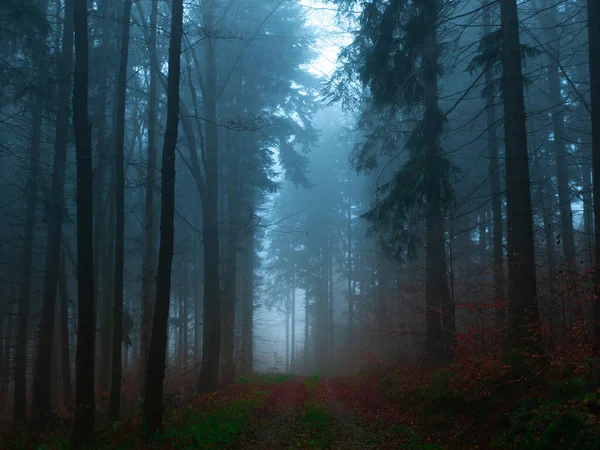 Mystisk Dimmig Skog Täckt Rim Senhösten Skogsvägen Täckt Färgglada Löv — Stockfoto