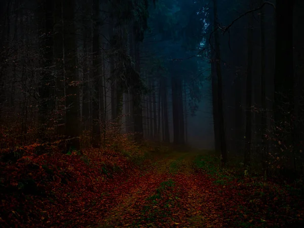 晩秋には樹氷に覆われた神秘的な霧の森 森林道路のカラフルな葉 霧に覆われ 木々のライム 悲観的な秋の風景に覆われた イェセニーキ山脈 東ヨーロッパ モラヴィア — ストック写真