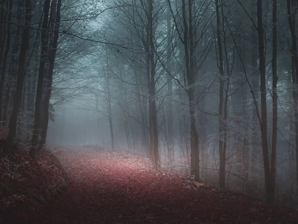 Misterioso Bosque Niebla Cubierto Rima Finales Otoño Carretera Forestal Cubierta —  Fotos de Stock