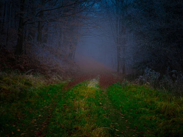 Mysterious foggy forest covered with rime in late autumn. Forest road covered with colourful leafs,fog,trees covered with rime, gloomy autumnal landscape. Jeseniky mountains, Eastern Europe, Moravia.