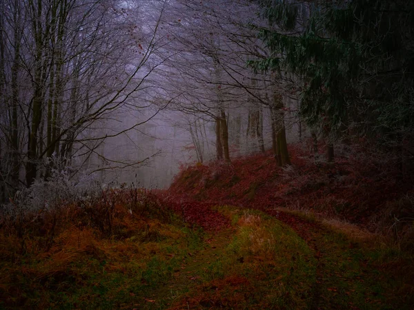 Misterioso Bosque Niebla Cubierto Rima Finales Otoño Carretera Forestal Cubierta — Foto de Stock