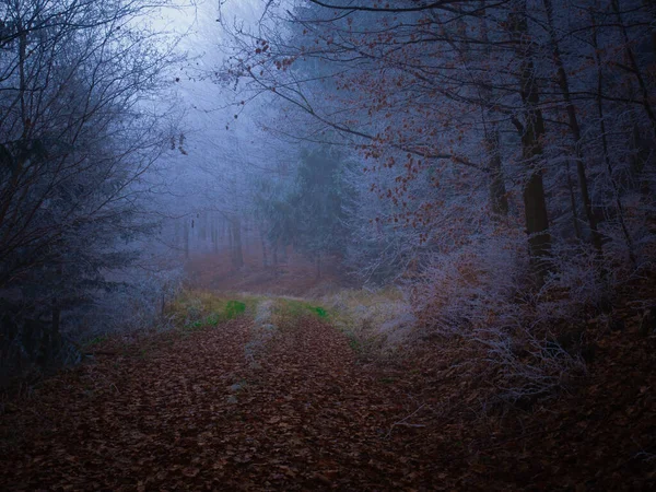 Mysterieuze Mistige Bos Bedekt Met Rijm Late Herfst Bosweg Bedekt — Stockfoto