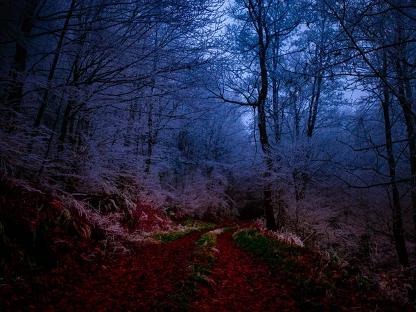 晩秋には樹氷に覆われた神秘的な霧の森 森林道路のカラフルな葉 霧に覆われ 木々のライム 悲観的な秋の風景に覆われた イェセニーキ山脈 東ヨーロッパ モラヴィア — ストック写真
