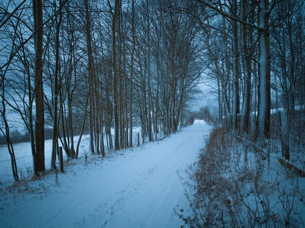 Route Campagne Cas Fortes Chutes Neige Mauvais Temps Brouillard Arbres — Photo