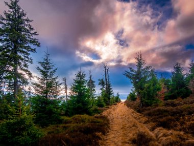 Jeseniky dağlarının bir sıradağında sert manzaralı bir manzara. Ladin ağaçları ve bulutlar. 