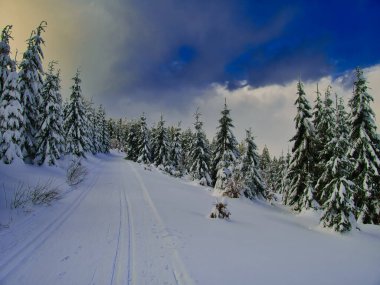 Taze karla kaplı ağaçlar, kargaşa, kar, dağ ormanı ve kışın güneşli bir günde kayak pisti. Çek Cumhuriyeti-Bukova hora ve Suchy Vrch. 