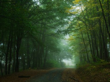 Sonbahar günü orman yolu ve yeşil yapraklı ürkütücü yeşil sisli orman. Mistik rahatlatıcı doğa, ürkütücü kasvetli ruh hali, sis. Çek Cumhuriyeti, Avrupa. 