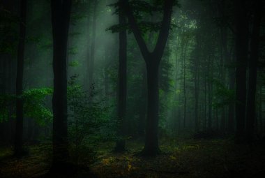 Sonbahar gününün gizemli yeşil sisli ormanlarında doğal güneş ışınları, sis, ağaçlar, dallar, ağaç gövdeleri, yeşil yapraklar. Mistik rahatlatıcı doğa, ürkütücü kasvetli ruh hali. Çek Cumhuriyeti, Avrupa. 