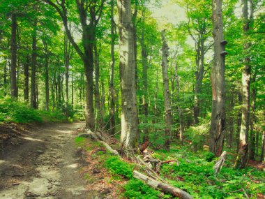 Beskydy dağlarındaki dağ ormanı bir yaz günü, orman yolu. Yeşillik bitki örtüsü. Çek Cumhuriyeti 'nden. Yaratıcı post işleme.  