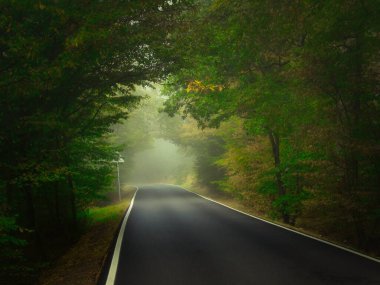 Sonbahar günü asfalt yolu ve yeşil yapraklı ürkütücü yeşil sisli orman. Mistik rahatlatıcı doğa, ürkütücü kasvetli ruh hali, sis. Çek Cumhuriyeti, Avrupa. 
