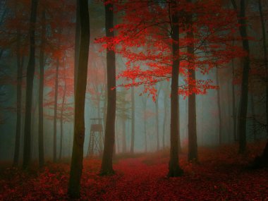 Sonbahar günü renkli yapraklarla ürpertici, gizemli sisli bir orman. Mistik rahatlatıcı doğa, ürkütücü kasvetli ruh hali, sis. Çek Cumhuriyeti, Avrupa. 