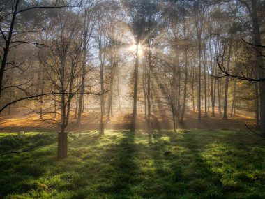 Sonbahar günündeki gizemli sisli orman, güneş ışığı, sis, yeşil ve sarı yapraklar, güneş ışınları. Mystique rahatlatıcı doğa, ürpertici ruh hali. Çek Cumhuriyeti, Avrupa.