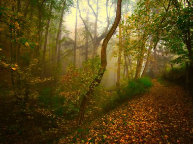 Sonbahar günü orman yolu olan gizemli sisli orman, güneş ışığı, sis, yeşil ve sarı yapraklar. Mystique rahatlatıcı doğa, ürpertici ruh hali. Çek Cumhuriyeti, Avrupa.