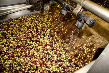 Yunanistan 'ın Attica kentindeki ekstra bakire zeytinyağı üretim süreci sırasında zeytin yağı fabrikasında taze suyla zeytin temizlemek.