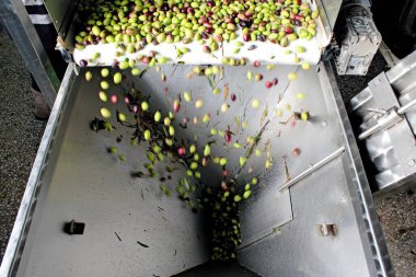 Yunanistan 'ın Attica kentindeki ekstra bakire zeytinyağı üretim süreci sırasında zeytin yağı fabrikasında taze suyla zeytin temizlemek.