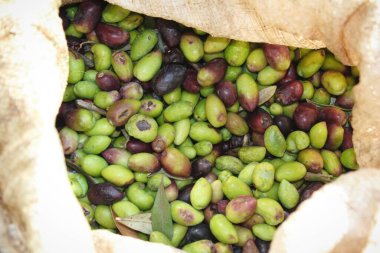 Yunanistan 'ın Attica kentindeki Attica kentinde zeytinyağı fabrikasında kamyondan boşaltılan zeytinlikler toplandı..