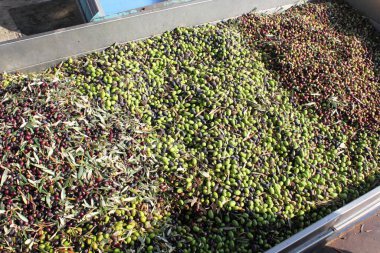 Yunanistan 'ın Attica kentindeki Attica kentinde zeytinyağı fabrikasında kamyondan boşaltılan zeytinlikler toplandı..