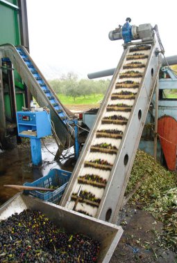 Zeytinler, 1 Aralık 2010 'da Yunanistan' ın Thessaly bölgesindeki Tyrnavos kasabasının dışındaki zeytinyağı değirmeninin dışında, pres zıpzıpzıpzıpında ve konveyör bandında yüklendi..