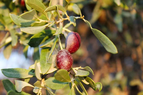 Aceitunas Rama Olivo Las Afueras Atenas Ática Grecia —  Fotos de Stock