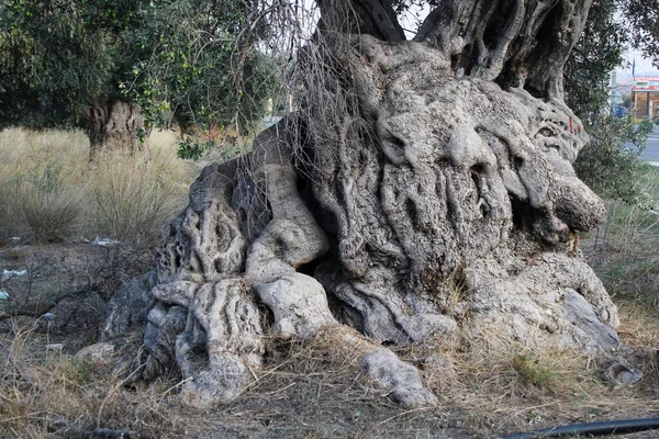 Nahaufnahme Eines Gealterten Olivenbaumstammes Stadtrand Von Athen Attika Griechenland — Stockfoto