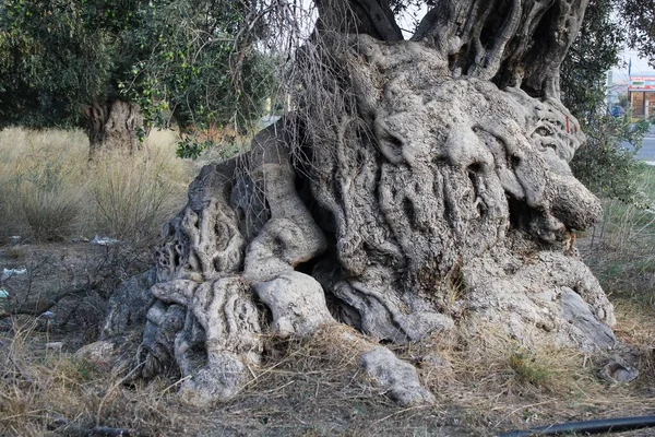 Gros Plan Tronc Olivier Âgé Dans Banlieue Athènes Attique Grèce — Photo