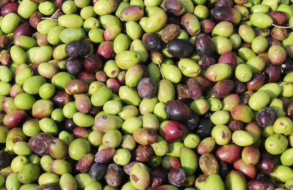 Aceitunas Cosechadas Descargadas Del Camión Tolva Prensa Molino Aceite Oliva — Foto de Stock