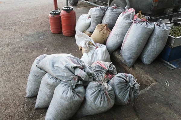 stock image Harvested olives collected into sacks in olive oil mill in the outskirts of Athens in Attica, Greece.