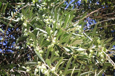 Yunanistan 'ın Atina kentinde zeytin dalı.
