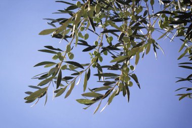 Yunanistan 'ın Atina kentinde zeytin dalı.