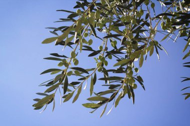 Yunanistan 'ın Atina kentinde zeytin dalı.