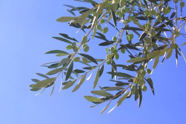 Yunanistan 'ın Atina kentinde zeytin dalı.
