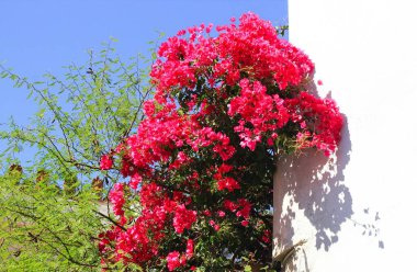 Yunanistan 'ın Atina kentindeki begonvil çiçeklerinin kapatılması.