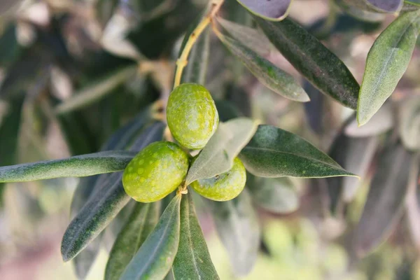 Aceitunas Rama Olivo Atenas Grecia — Foto de Stock