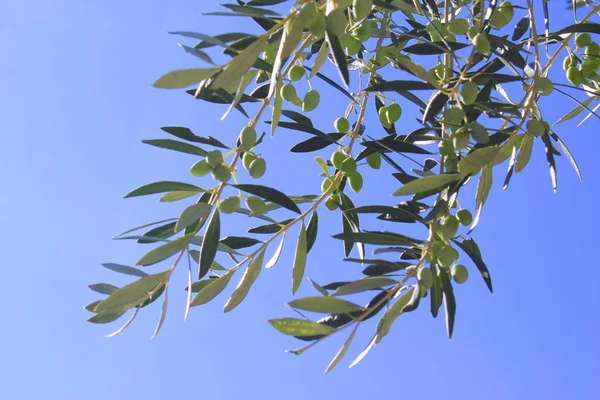 希腊雅典橄榄树枝上的橄榄 — 图库照片