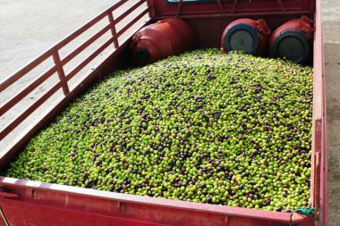 Yunanistan 'ın Attica kentindeki Atina kentinde zeytin yağı fabrikasının önünde toplanan ve yüklü zeytinler.