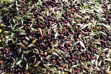 Yunanistan 'ın Attica kentindeki Attica kentinde zeytinyağı fabrikasında kamyondan boşaltılan zeytinlikler toplandı..