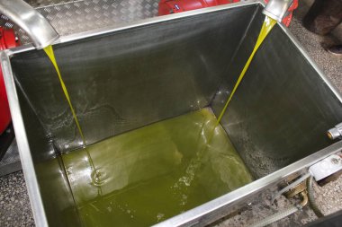 Yunanistan 'ın Attica kentindeki Atina kentinde zeytin yağı fabrikasında ekstra bakire zeytin yağı çıkarma süreci.