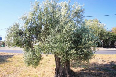 Yunanistan 'ın Attica kentinde Atina' nın kenar mahallelerindeki bir zeytin ağacının manzarası.