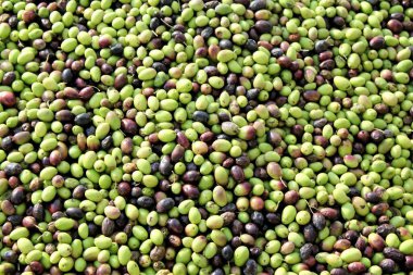 Yunanistan 'ın Attica kentindeki Attica kentinde bulunan zeytinyağı değirmeninde, kamyondan boşaltılan zeytinlikleri basın barına topladık..