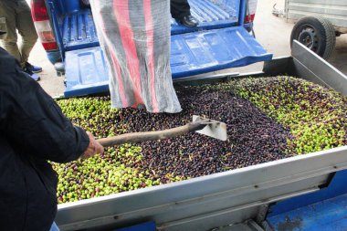 Yunanistan 'ın Attica kentindeki Attica kentinde bulunan zeytinyağı değirmeninde, kamyondan boşaltılan zeytinlikleri basın barına topladık..