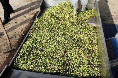 Yunanistan 'ın Attica kentindeki Atina kentinde bulunan zeytinyağı fabrikasının basın binasına çeşitli Manaki zeytinleri boşaltıldı.