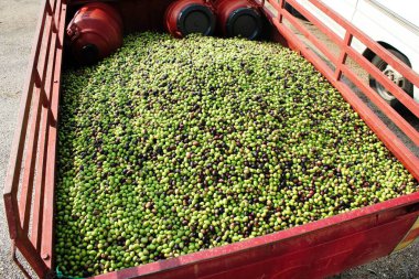 Yunanistan 'ın Attica kentindeki Attica kentinde bulunan zeytinyağı fabrikasının dışındaki kamyona yüklenmiş çeşitli Manaki zeytinleri topladı..