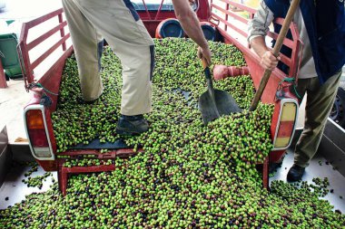 Yunanistan 'ın Attica kentindeki Atina kentinde bulunan zeytinyağı fabrikasının basın binasına çeşitli Manaki zeytinleri boşaltıldı.