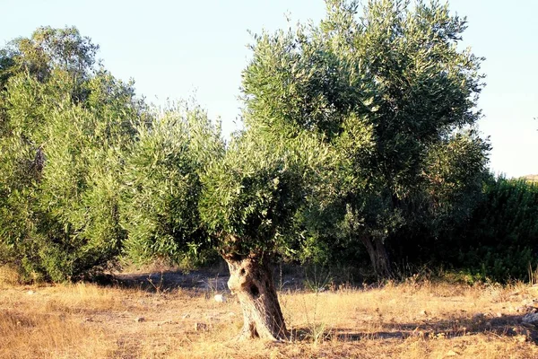 Uitzicht Olijfboom Een Bos Aan Rand Van Athene Attica Griekenland — Stockfoto